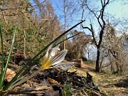 31 Zafferano selvatico  (Crocus biflorus)